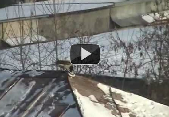 Κοράκι κάνει snowboard σε σκεπή κτηρίου