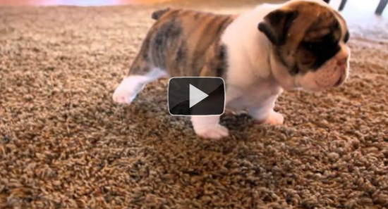 Κουτάβια Bulldog μαθαίνουν να περπατούν