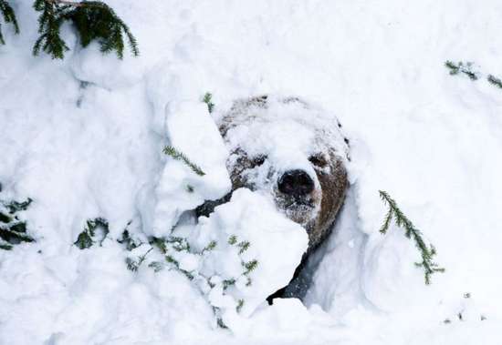 Αρκούδα ξυπνάει από τη χειμερία νάρκη (1)