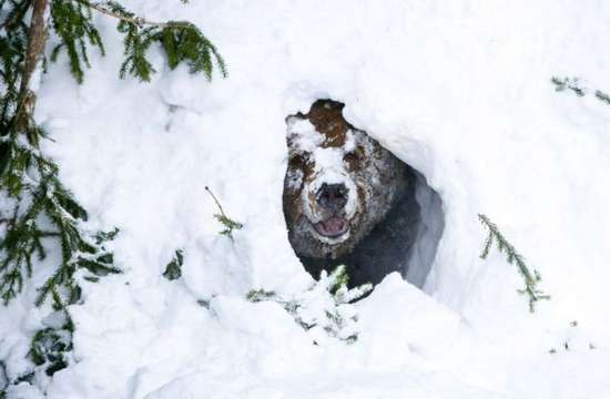 Αρκούδα ξυπνάει από τη χειμερία νάρκη (2)