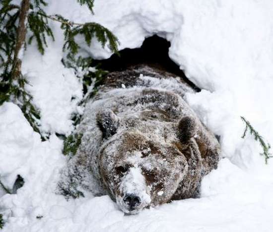 Αρκούδα ξυπνάει από τη χειμερία νάρκη (3)