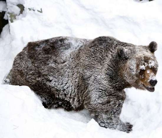 Αρκούδα ξυπνάει από τη χειμερία νάρκη (4)