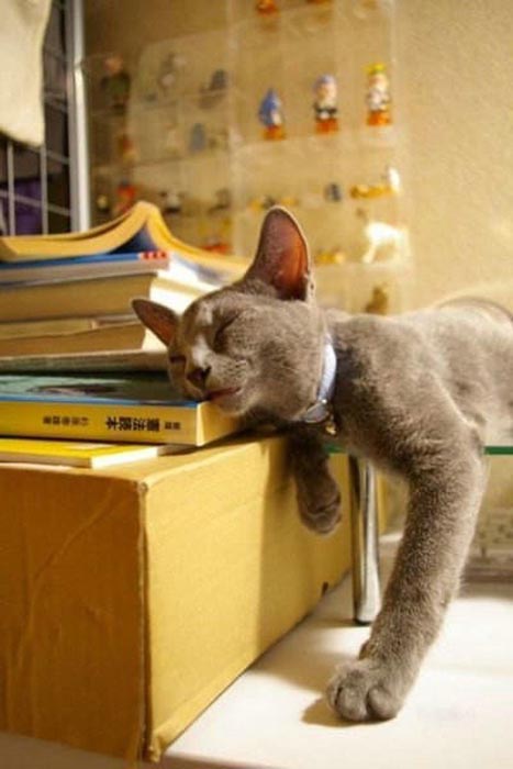 Οι πιο παράξενες στάσεις ύπνου για γάτες (3)