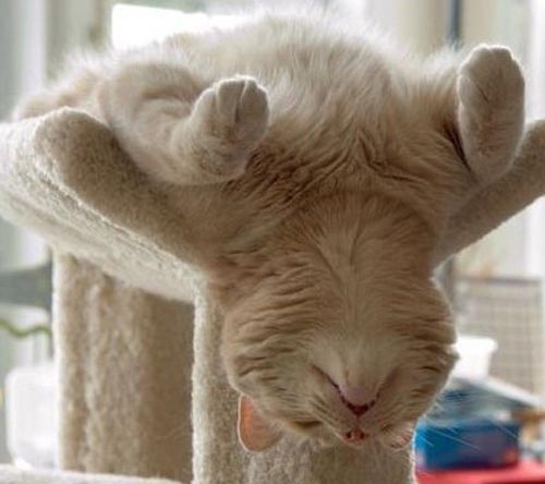 Οι πιο παράξενες στάσεις ύπνου για γάτες (4)