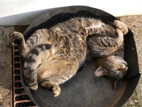 Οι πιο παράξενες στάσεις ύπνου για γάτες (16)