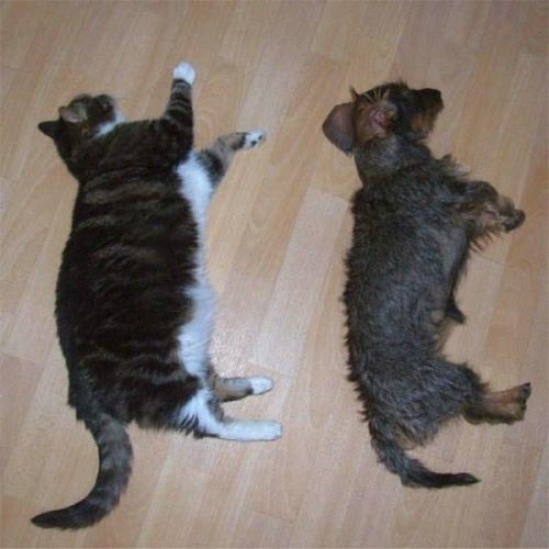 Οι πιο παράξενες στάσεις ύπνου για γάτες (18)