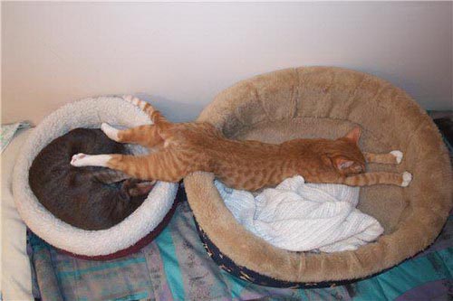 Οι πιο παράξενες στάσεις ύπνου για γάτες (19)