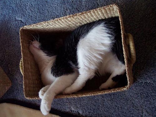 Οι πιο παράξενες στάσεις ύπνου για γάτες (22)