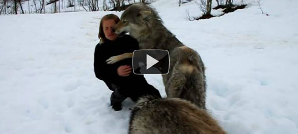 Αγέλη λύκων συναντούν μετά από μήνες την εκπαιδεύτρια τους