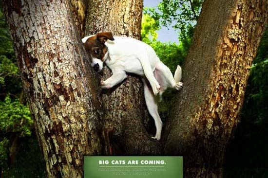 Κορυφαίες διαφημίσεις ζωολογικών κήπων (19)