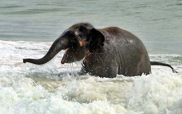 Ελεφαντάκι παίζει στην παραλία (1)