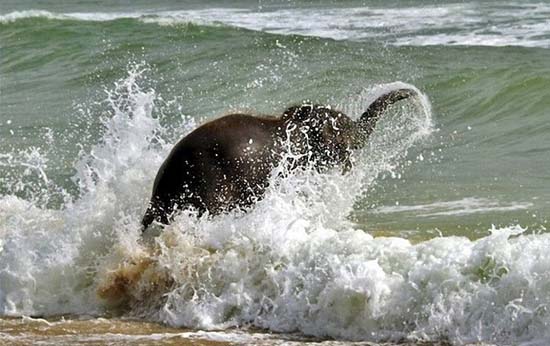 Ελεφαντάκι παίζει στην παραλία (4)