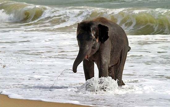 Ελεφαντάκι παίζει στην παραλία (7)