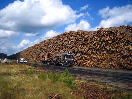 Ο μεγαλύτερος χώρος αποθήκευσης ξυλείας στον κόσμο (6)