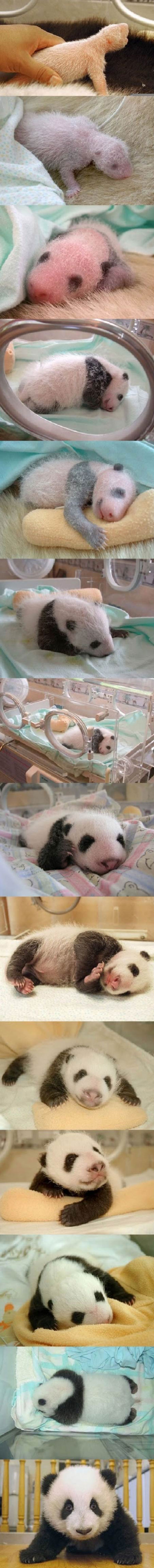 Έχετε δει νεογέννητο Panda; (3)