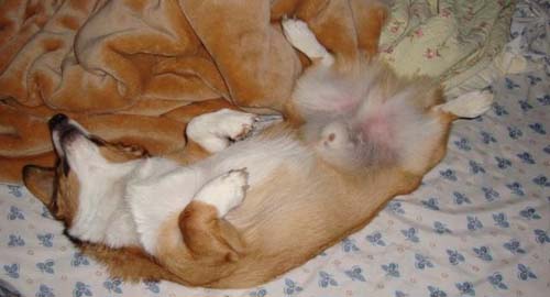 Παράξενες στάσεις ύπνου για σκύλους (14)