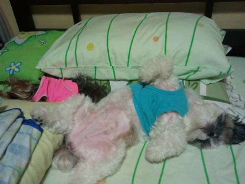 Παράξενες στάσεις ύπνου για σκύλους (19)