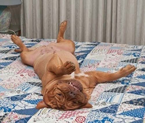 Παράξενες στάσεις ύπνου για σκύλους (21)