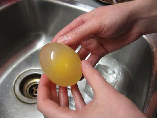 Ενδιαφέρον πείραμα: Αβγό μέσα σε ξύδι (4)