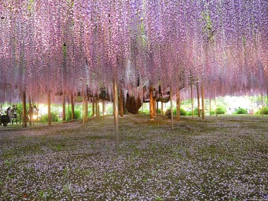 Τούνελ από λουλούδια στην Ιαπωνία μοιάζει βγαλμένο από παραμύθι (1)