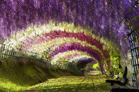 Τούνελ από λουλούδια στην Ιαπωνία μοιάζει βγαλμένο από παραμύθι | Otherside.gr