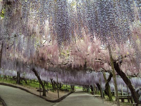 Τούνελ από λουλούδια στην Ιαπωνία μοιάζει βγαλμένο από παραμύθι (7)