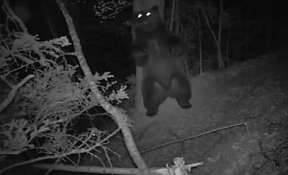 Ξεκαρδιστικός χορός αρκούδας στο δάσος τη νύχτα