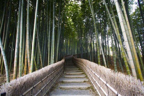 Υπέροχο δάσος από Bamboo στο   Kyoto (1)
