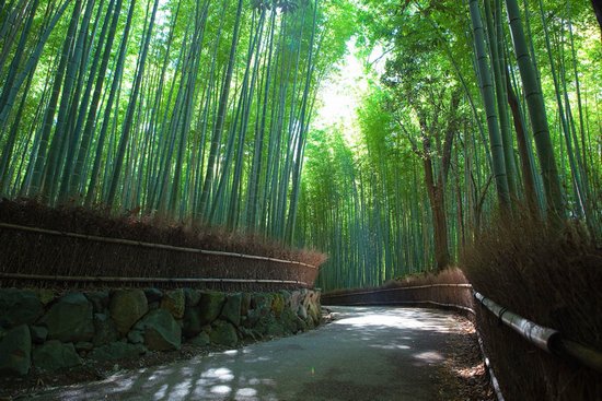 Υπέροχο δάσος από Bamboo στο   Kyoto (2)