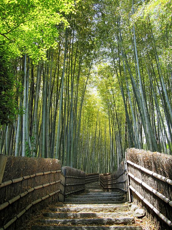 Υπέροχο δάσος από Bamboo στο   Kyoto (3)