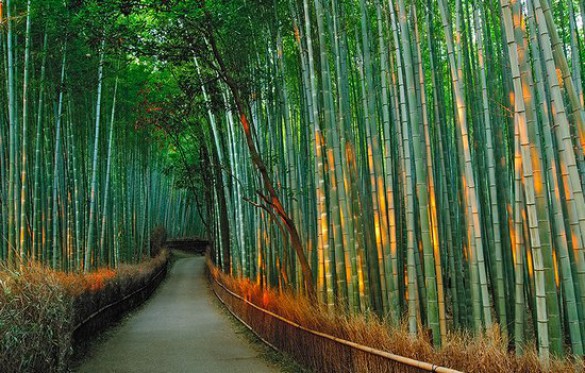 Υπέροχο δάσος από Bamboo στο   Kyoto (5)