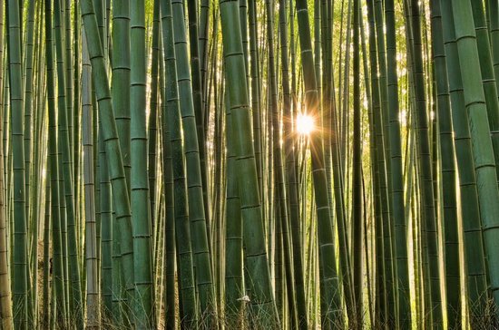 Υπέροχο δάσος από Bamboo στο   Kyoto (6)