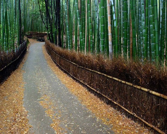 Υπέροχο δάσος από Bamboo στο   Kyoto (7)