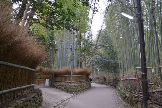 Υπέροχο δάσος από Bamboo στο   Kyoto (8)