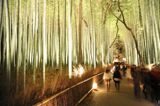 Υπέροχο δάσος από Bamboo στο   Kyoto (9)