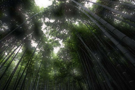 Υπέροχο δάσος από Bamboo στο   Kyoto (11)