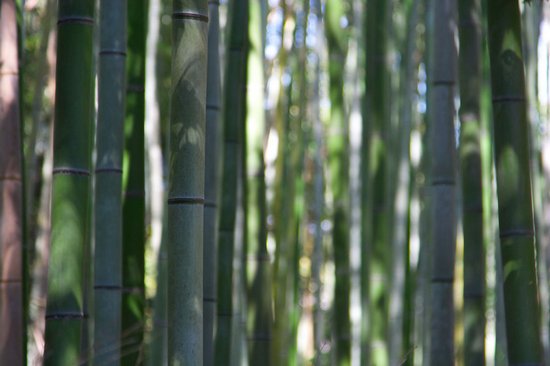 Υπέροχο δάσος από Bamboo στο   Kyoto (12)