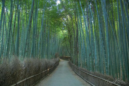 Υπέροχο δάσος από Bamboo στο   Kyoto (13)