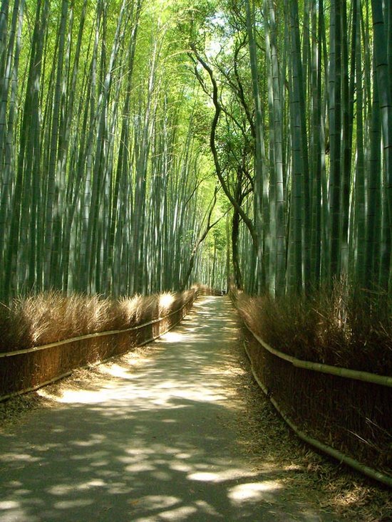 Υπέροχο δάσος από Bamboo στο   Kyoto (15)