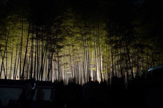 Υπέροχο δάσος από Bamboo στο   Kyoto (16)