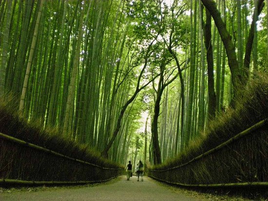 Υπέροχο δάσος από Bamboo στο   Kyoto (17)