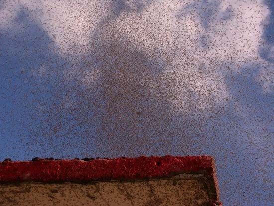 Επιδρομή από εκατομμύρια κουνούπια σε χωριό της Ρωσίας (3)