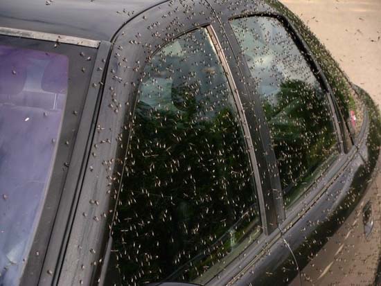 Επιδρομή από εκατομμύρια κουνούπια σε χωριό της Ρωσίας (6)