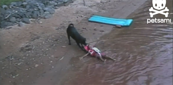 Σκύλος ναυαγοσώστης σώζει παιδάκι