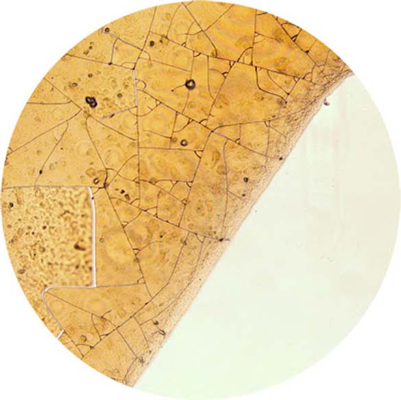 Δημοφιλή ροφήματα κάτω από το μικροσκόπιο (6)