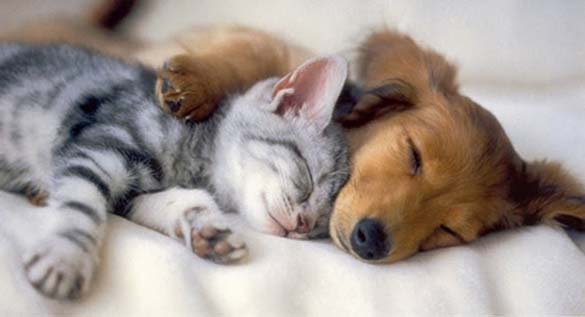 Γάτες & σκύλοι που κοιμούνται μαζί (1)