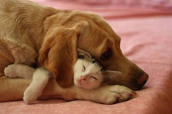 Γάτες & σκύλοι που κοιμούνται μαζί (2)