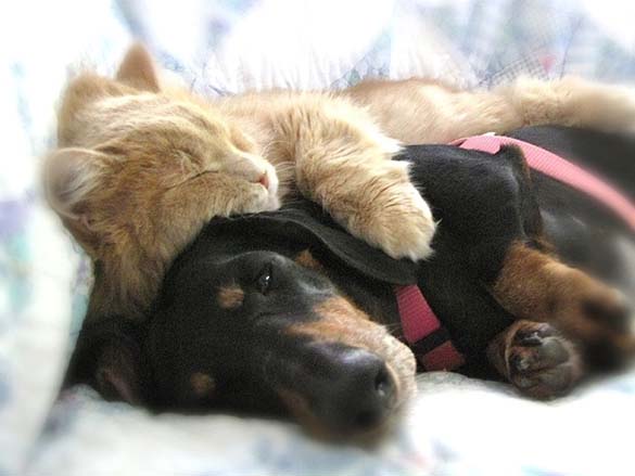 Γάτες & σκύλοι που κοιμούνται μαζί (3)