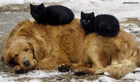 Γάτες & σκύλοι που κοιμούνται μαζί (4)