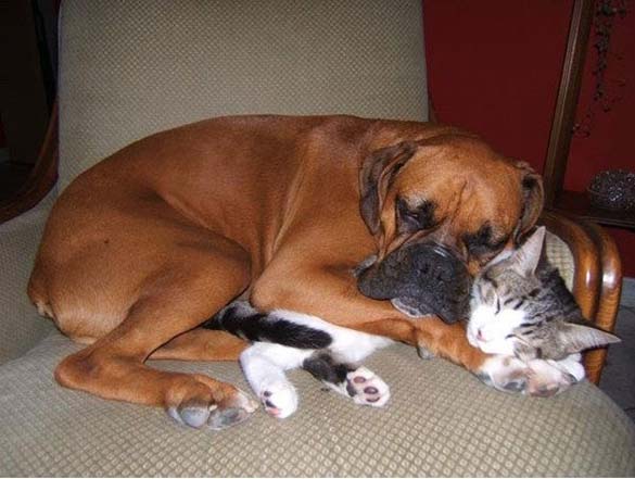 Γάτες & σκύλοι που κοιμούνται μαζί (6)